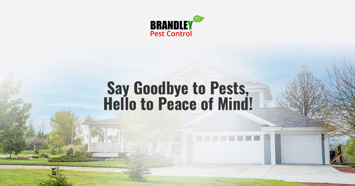 Home Pest Control Bed Bug Control in Oklahoma City